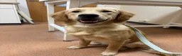 Golden Retriever dogs for sale: Golden Retriever Female - Advert 5