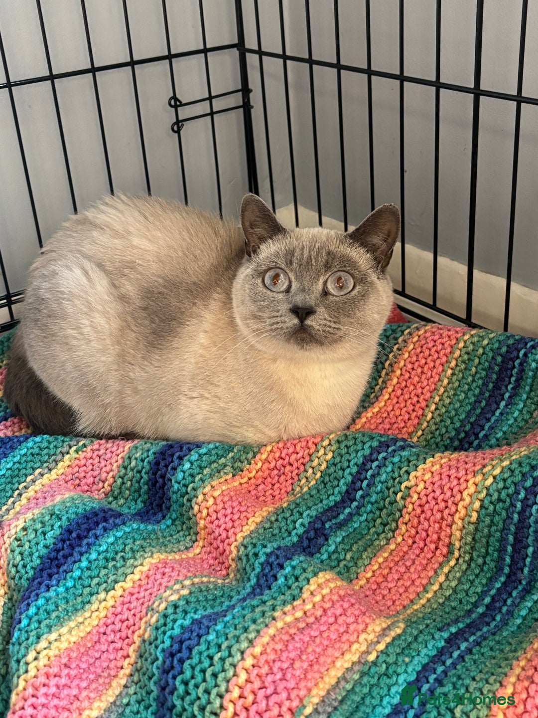 British Shorthair cats for adoption: Adopt from Cats in Crisis- Meet Heaven and Buddy  - Image 2