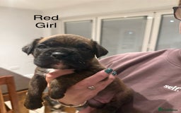 Boxer dogs for sale: Boxer Puppies  - Advert 3