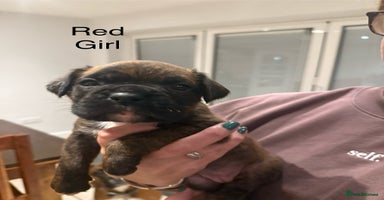 Boxer dogs Boxer Puppies  - Advert 1