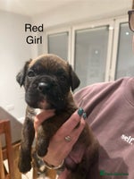 Boxer dogs Boxer Puppies - Advert 3