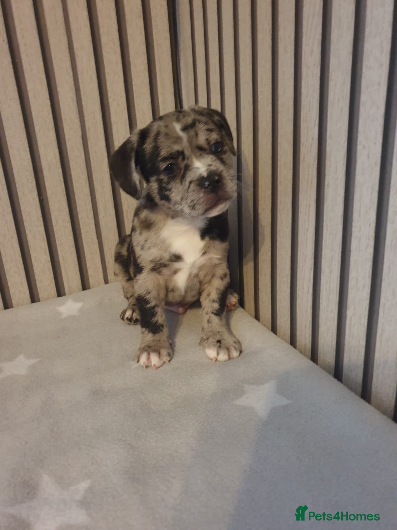 Mixed Breed dogs Frenchy cross staff puppies - Advert 1
