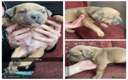 Mixed Breed dogs for sale: Lovely little pups looking for their forever homes - Image 3