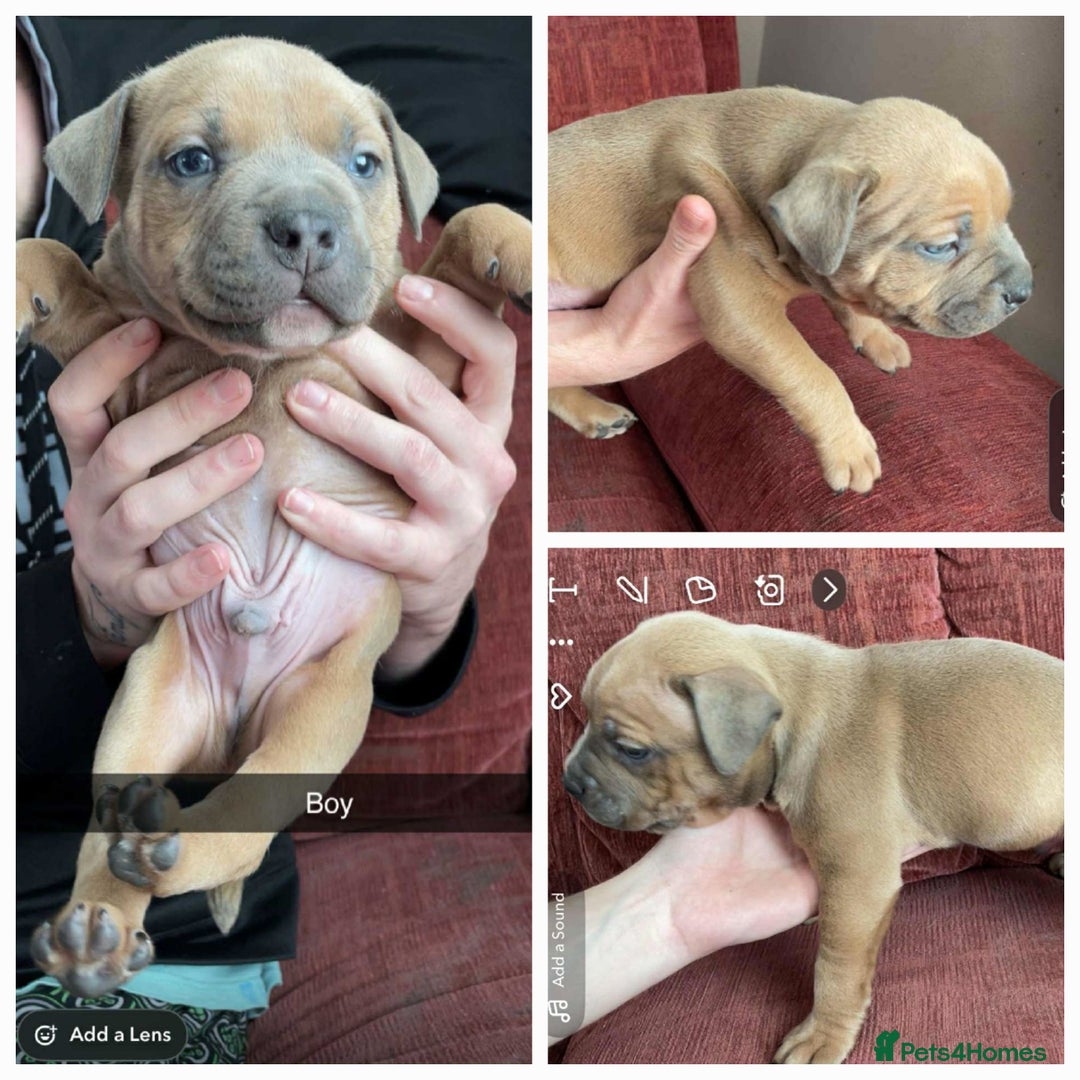 Mixed Breed dogs for sale: Lovely little pups looking for their forever homes - Image 3
