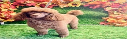 Miniature Poodle dogs for sale: Miniature poodle  - Advert 21