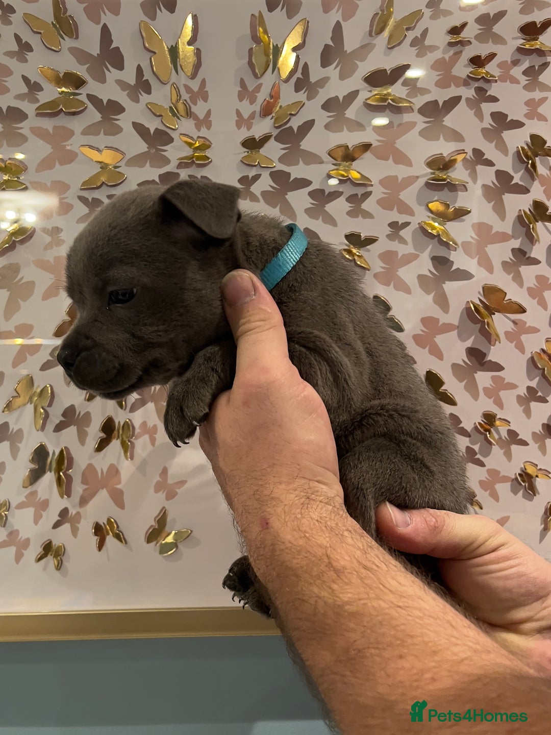 Staffordshire Bull Terrier dogs for sale: Adorable BLUE KC Pups *BULLSCAFF BLOODLINE* - Advert 8