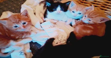 Mixed Breed cats - Advert 11