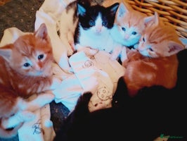 Mixed Breed cats - Advert 5