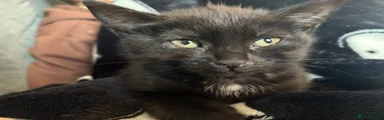 Domestic Shorthair 2
