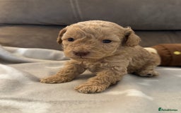 Labradoodle dogs for sale: Miniature Labradoodle puppies - Image 25