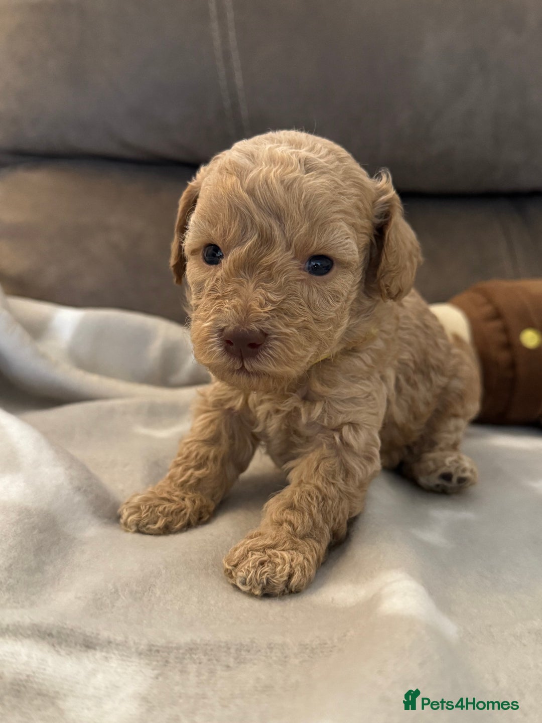 Labradoodle dogs for sale: Miniature Labradoodle puppies - Image 25