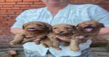 Labradoodle dogs - Advert 5