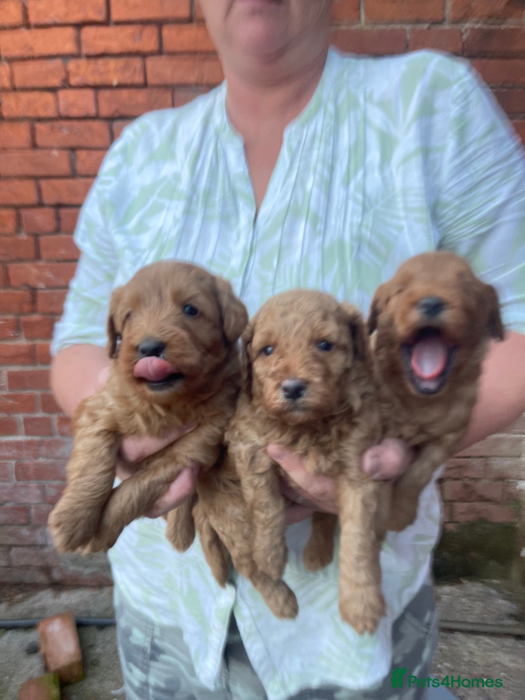 Labradoodle dogs for sale: Quality F1b Miniature Labradoodle - Image 2