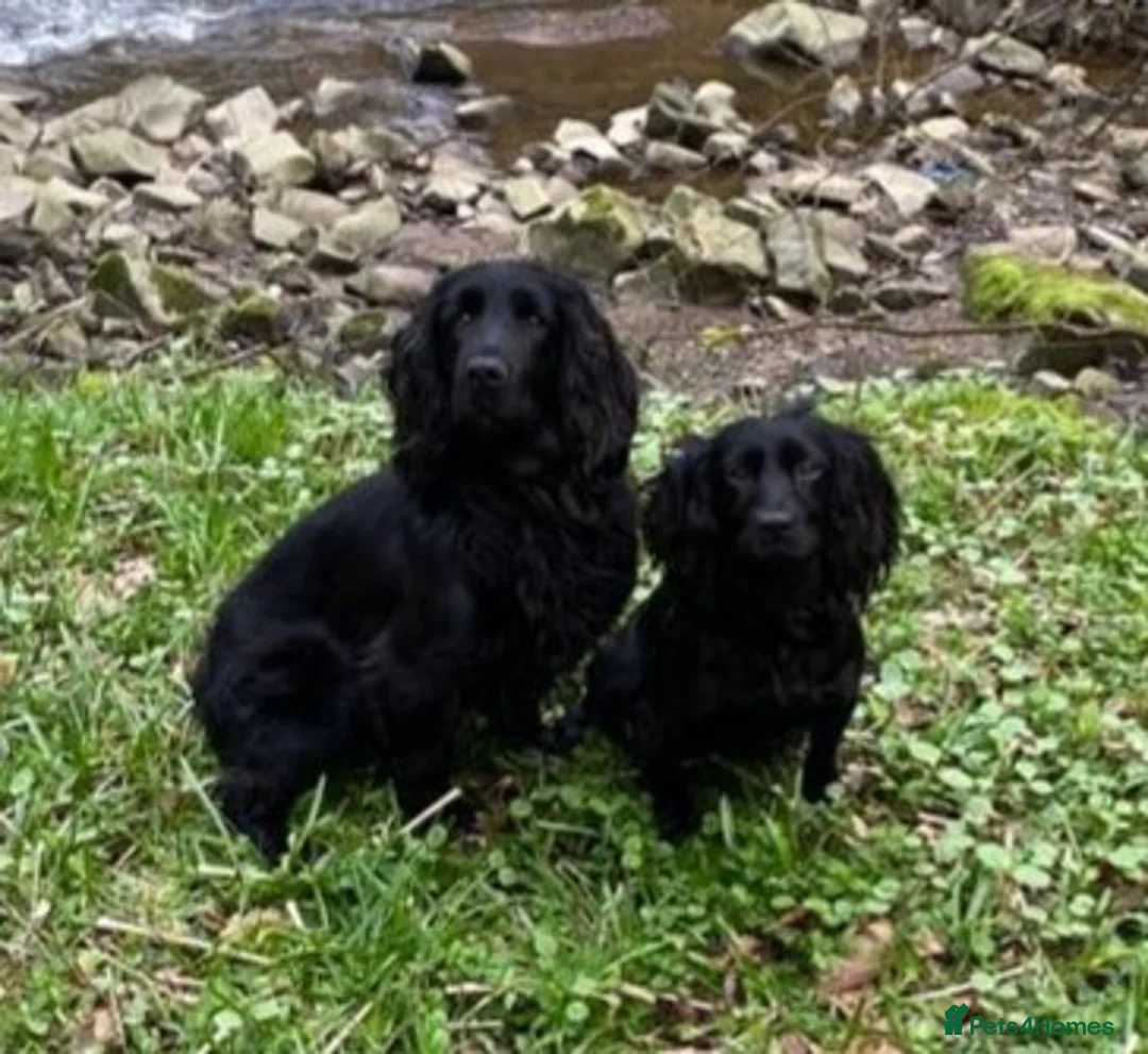 Cocker Spaniel dogs for sale: WORKING COCKER SPANIEL PUPPIES - Advert 10