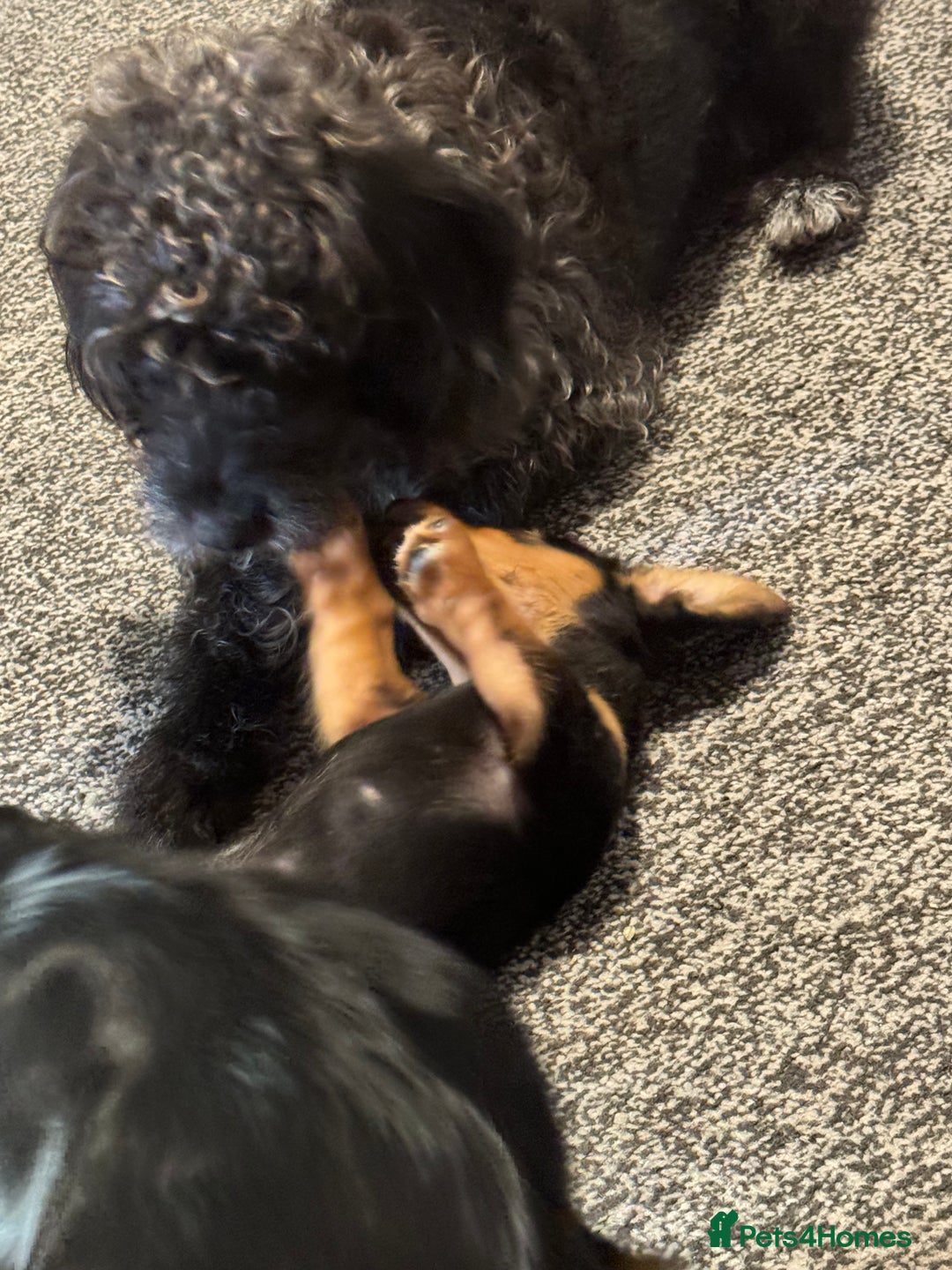Doxiepoo dogs for sale: Doxiepoo - Image 7