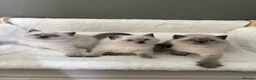 Scottish Fold cats for sale: Scottish fold British shorthair kittens  - Advert 7