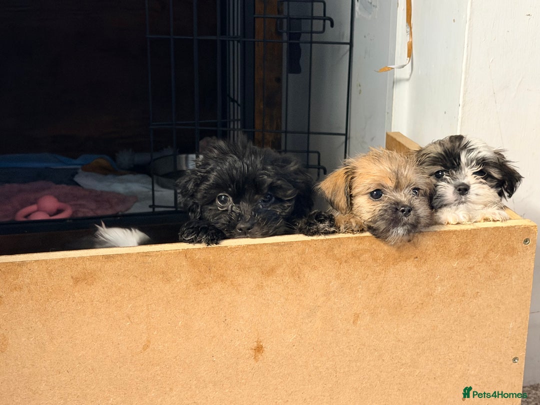 Zuchon dogs for sale: Bichon x Westie x Shih zu  - Advert 29