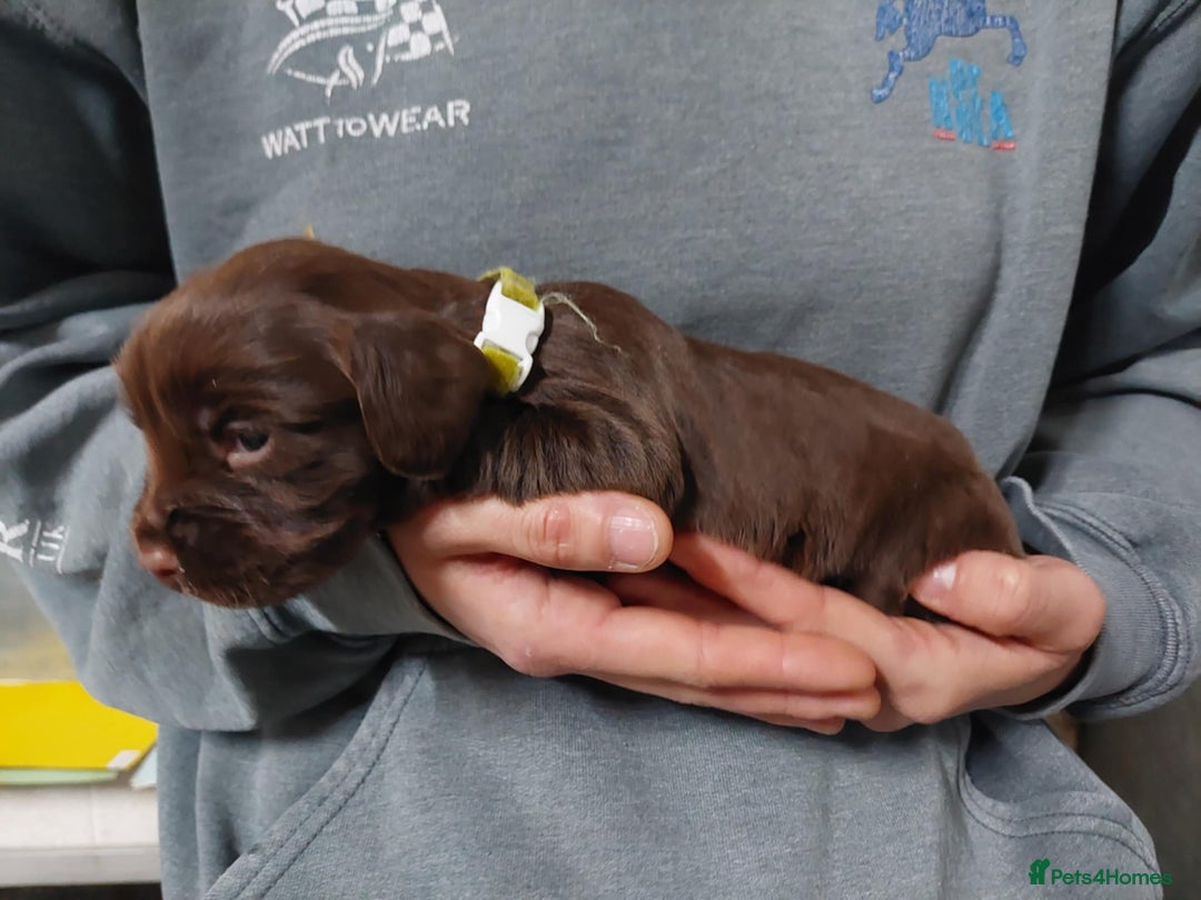 Cocker Spaniel dogs for sale: KC registered Cocker Spaniel puppies for sale - Advert 15