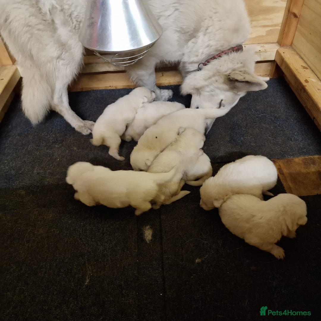 White Swiss Shepherd dogs for sale: ✨KC Reg Long Coat Swiss Shepherds– Champion Lines✨ - Advert 3