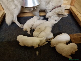 White Swiss Shepherd dogs ✨KC Reg Long Coat Swiss Shepherds– Champion Lines✨ - Advert 1