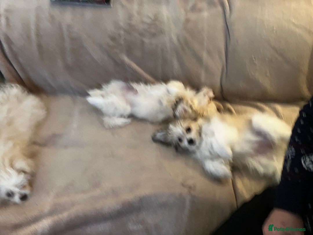 Mixed Breed dogs for sale: Malti-Pom Puppies - £1200 - 3 Left - Advert 15