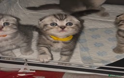 Scottish Fold cats for sale: Perfect Scottish fold x BSH kittens! - Image 11
