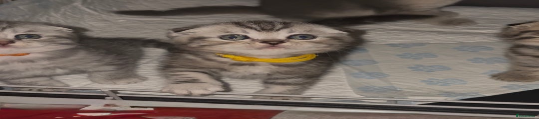 Scottish Fold Kitten 2