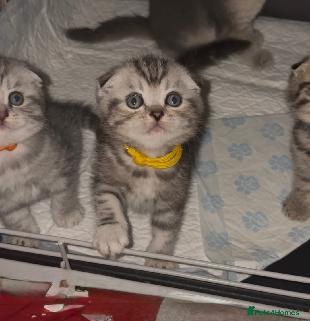Scottish Fold cats for sale: Perfect Scottish fold x BSH kittens! - Image 11