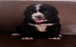 Mixed Breed dogs for sale: Labernese x Bernese mountain dog puppies  - Image 8
