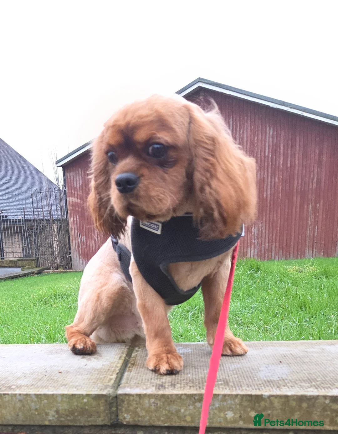 Cavalier King Charles Spaniel dogs for sale: Kc registered,  Extensively health tested  - Advert 1