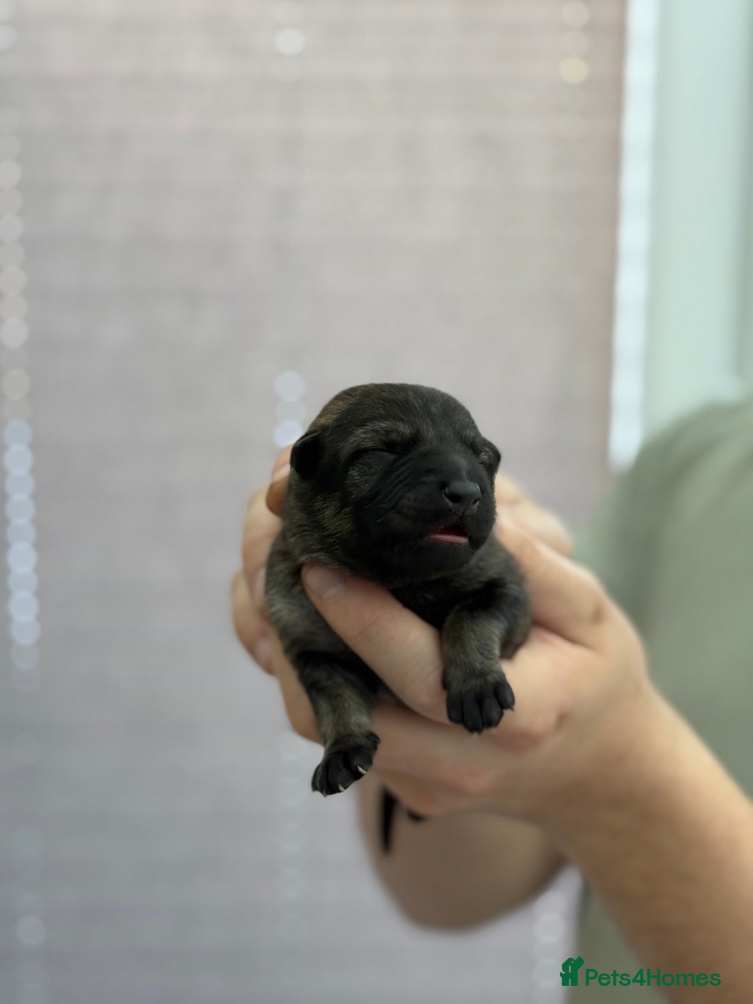 German Shepherd dogs for sale: German Shepherd Puppies  - Image 20