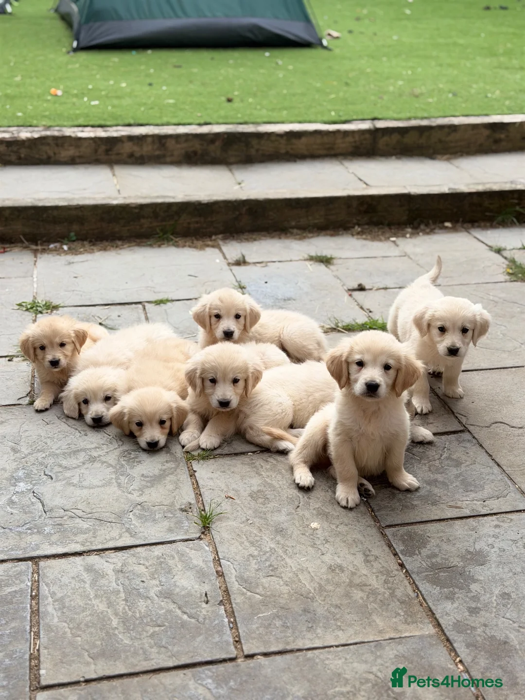 Golden Retriever dogs for sale: 🐾 Gorgeous Golden Retriever Puppies Ready Now 🐾 - Advert 1