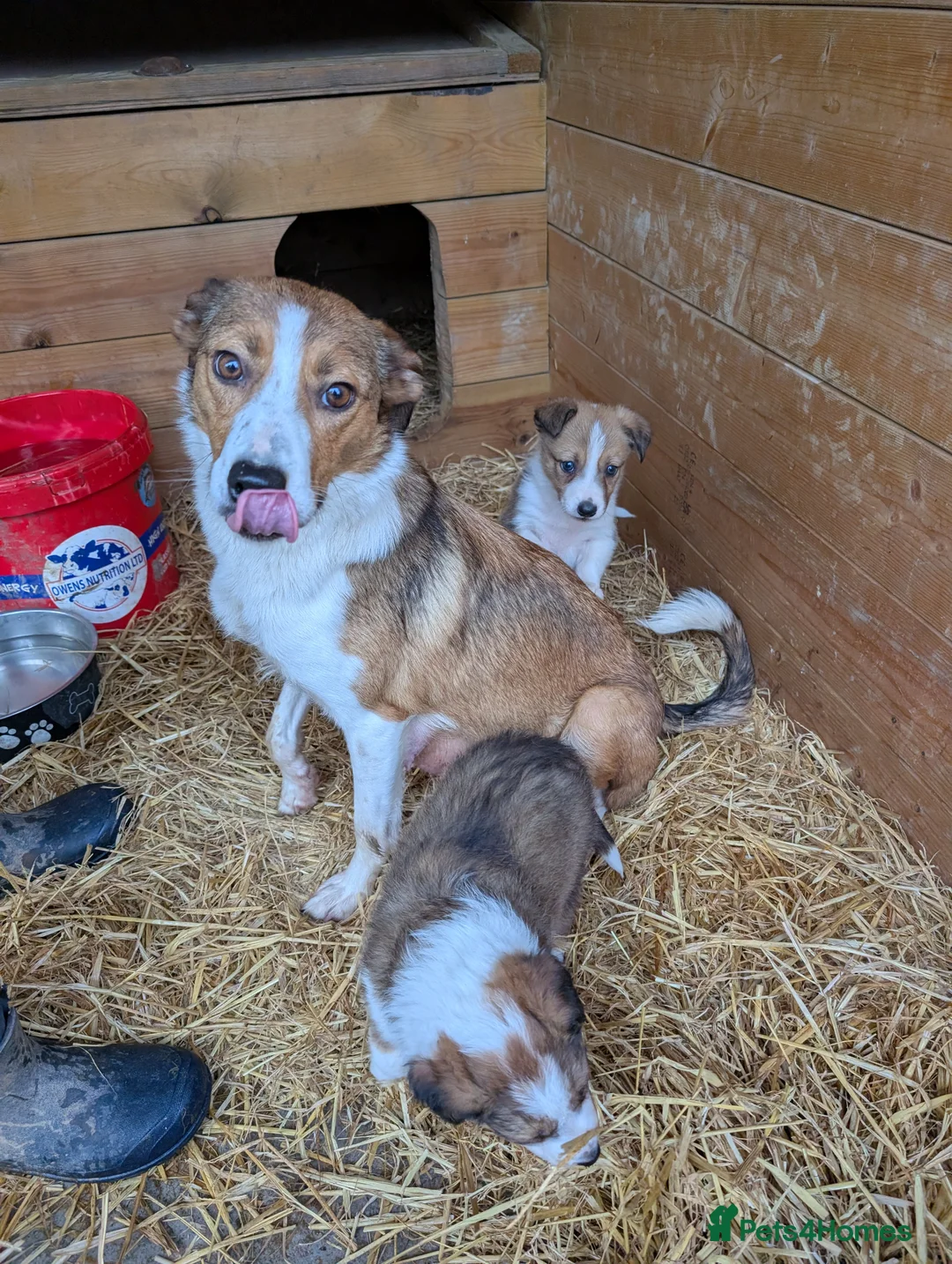 Border Collie dogs for sale: Border Collie Puppies  - Advert 2