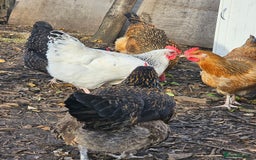 Chickens poultry for sale: Lovely Chickens for Sale –  Just Started Laying - Image 9
