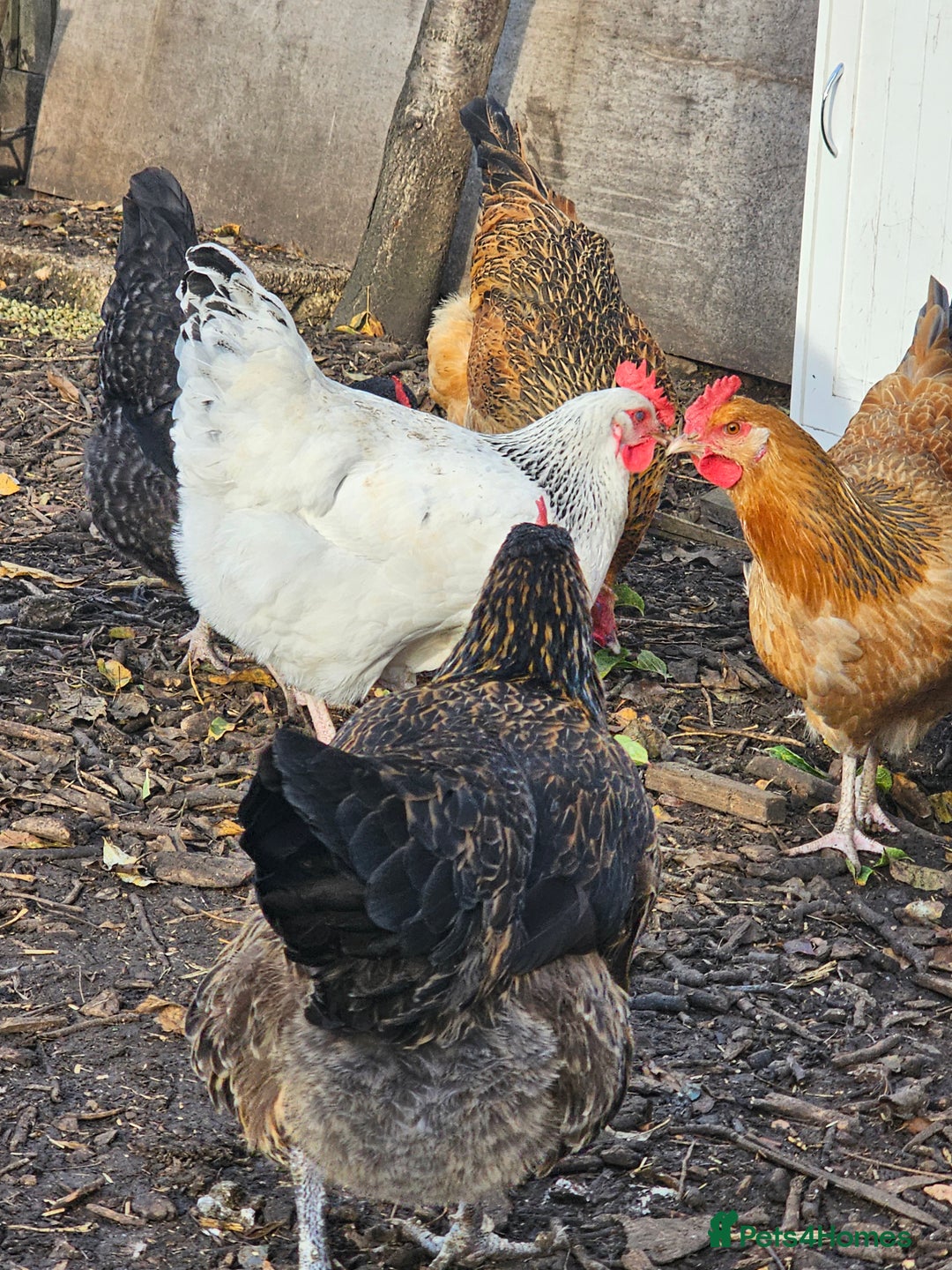 Chickens poultry for sale: Lovely Chickens for Sale –  Just Started Laying - Image 9