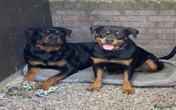 Rottweiler dogs for sale: 8 Chunky Rottweiler puppies for sale - Image 9