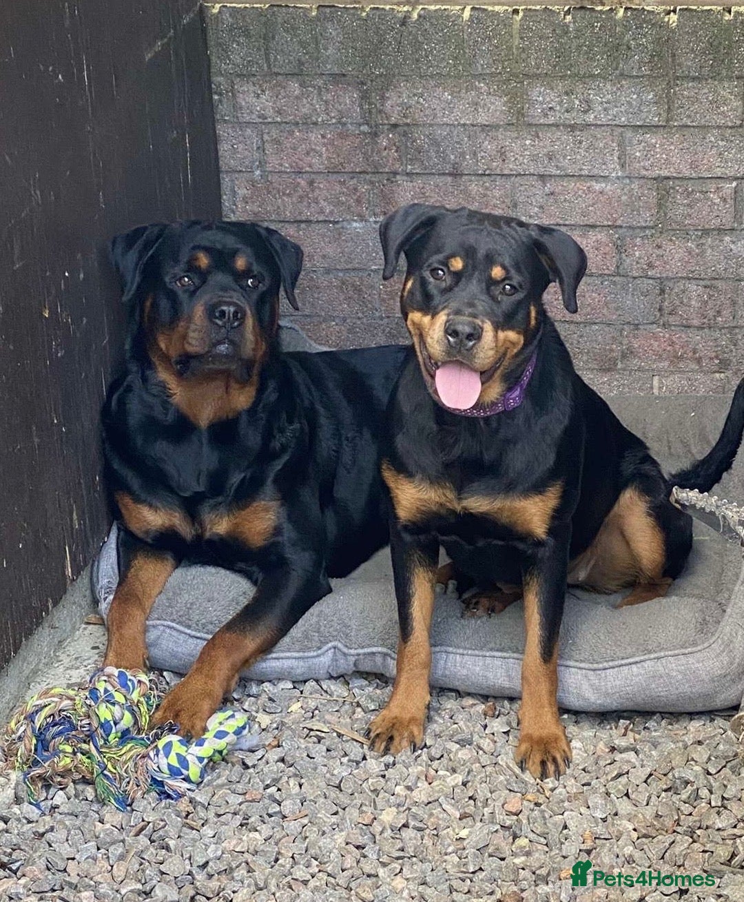 Rottweiler dogs for sale: 8 Chunky Rottweiler puppies for sale - Image 9