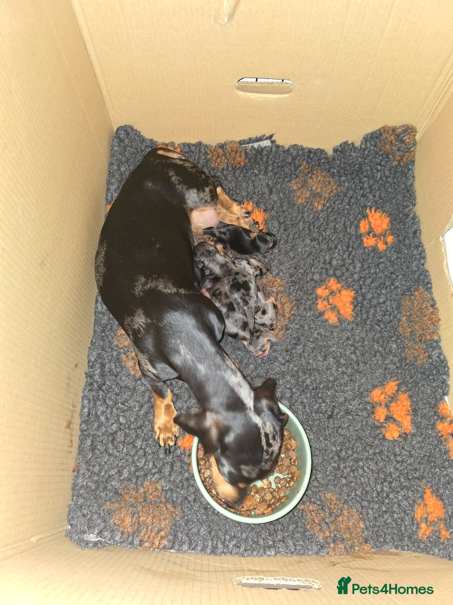 Miniature Dachshund dogs 2 gorgeous wee girls available - Advert 2