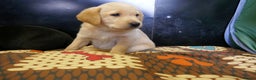 Labrador Retriever dogs for sale: ADORABLE LABRADOR PUPPIES KC REGISTERED - Advert 17