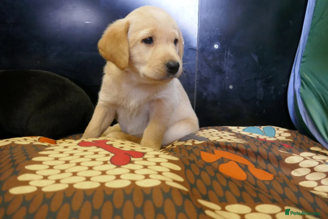 Labrador Retriever dogs for sale: ADORABLE LABRADOR PUPPIES KC REGISTERED - Advert 17