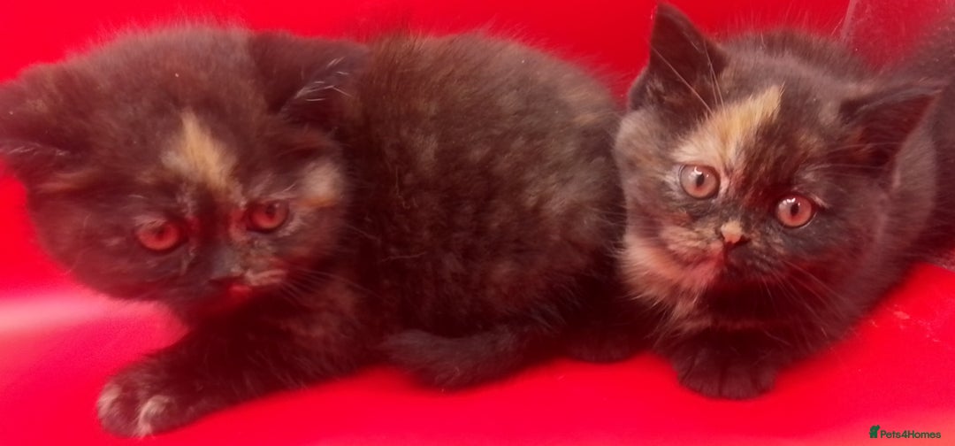 British Shorthair cats for sale: Beautiful  British Shorthair  - Advert 19