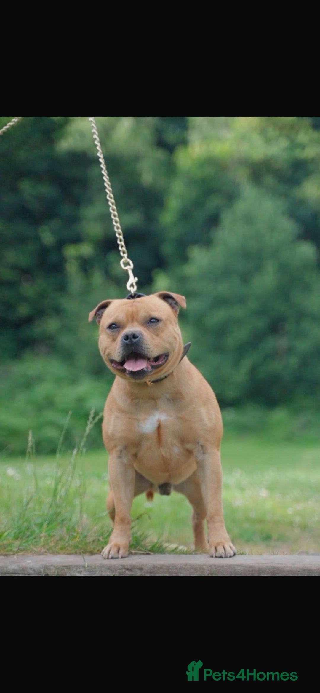 Staffordshire Bull Terrier dogs for sale: Staffordshire bull terrier puppies - Advert 22