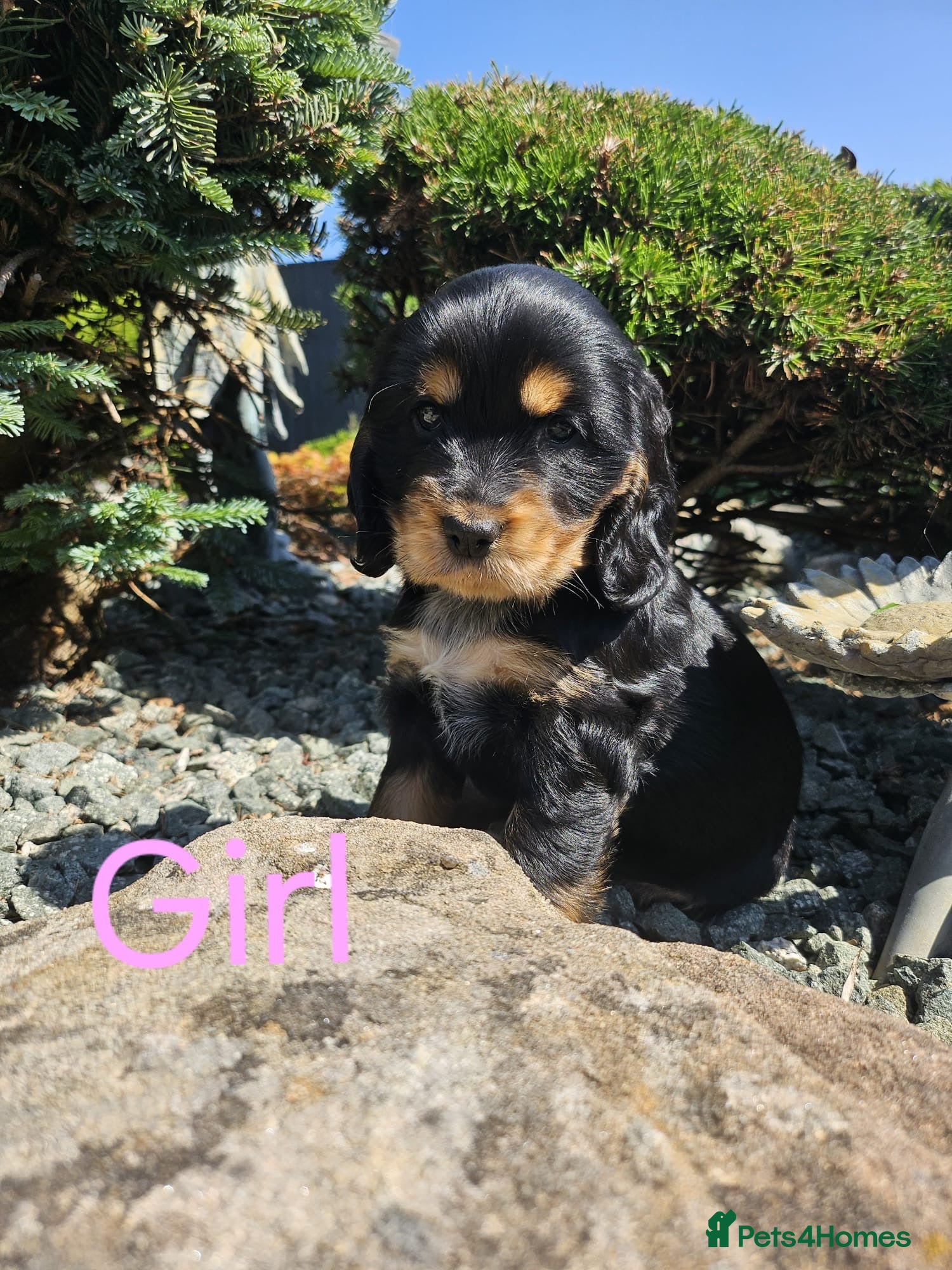 Cocker Spaniel dogs Kc reg Cocker Spaniel puppies - Advert 2