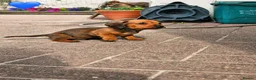 Miniature Dachshund dogs for sale: Beautiful Miniature Dachshund pups - Advert 8
