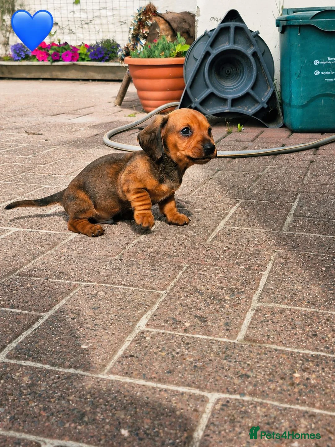 Miniature Dachshund dogs for sale: Beautiful Miniature Dachshund pups - Advert 8