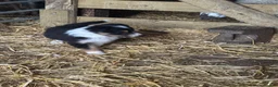 Border Collie dogs for sale: 2 Beautiful Border Collie bitch pups in Sheffield - Advert 10