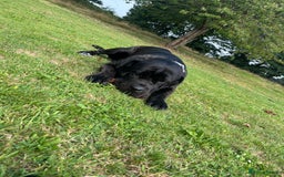 Cane Corso dogs for stud: ZEUS CANECORSO STUD - Image 4