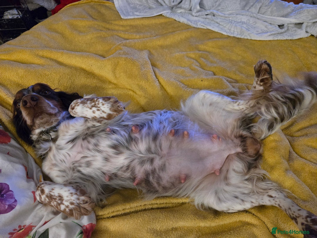 Cocker Spaniel dogs for sale: Cocker Spaniel Puppies  - Image 9
