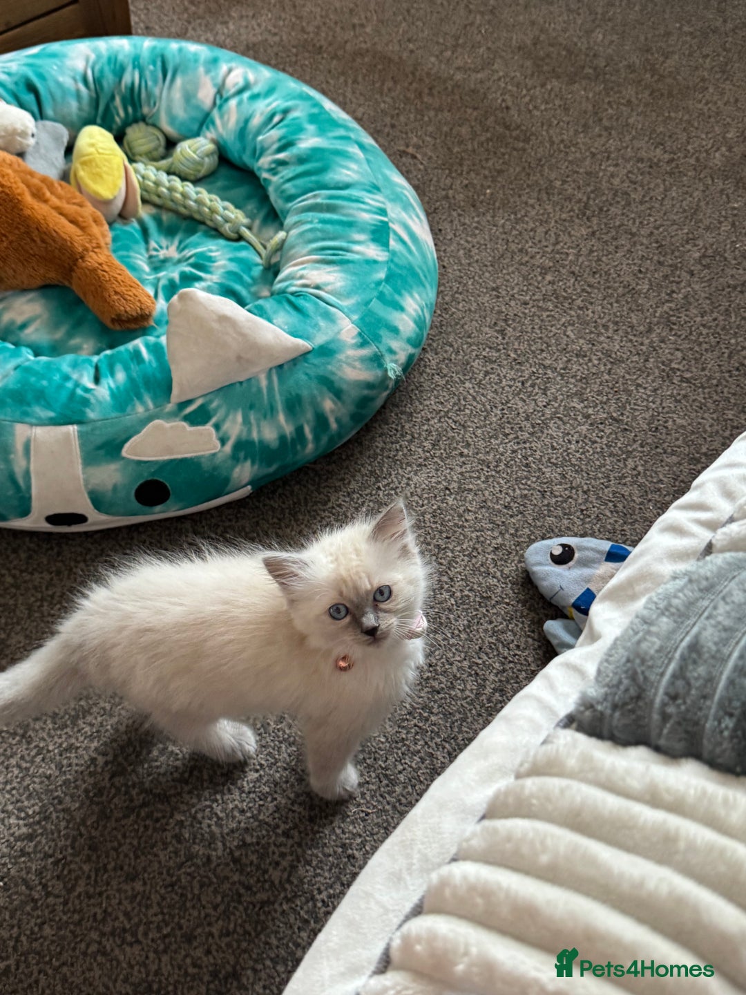 Ragdoll cats for sale: Adorable Ragdoll baby’s  - Image 13