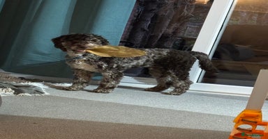 Cockapoo dogs - Advert 2